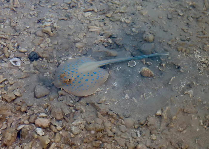 营地 Sharm El Naga And Diving Center 洪加達