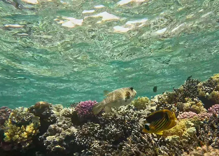 Sharm El Naga And Diving Center 营地 洪加達