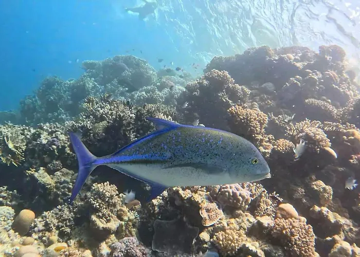 Sharm El Naga And Diving Center
